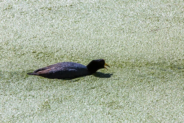 Aquatic seabirds in lake — Stock Photo, Image