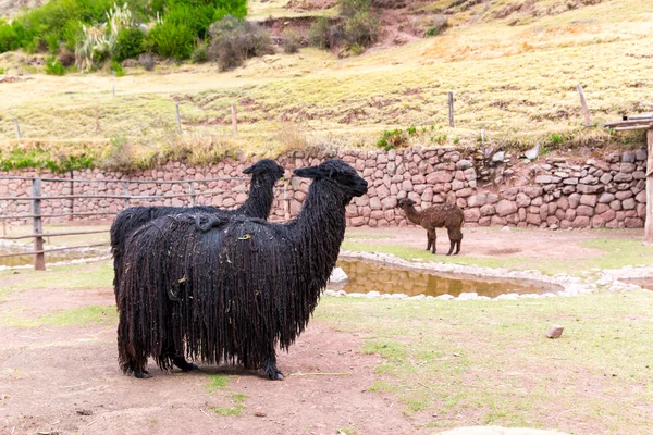 Peruaanse Lama — Stockfoto