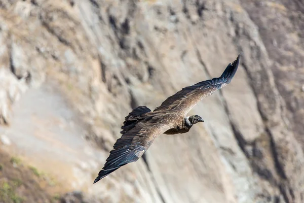 Létající condor nad colca canyon — Stock fotografie