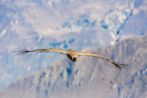 Flying condor over Colca canyon — Stock Photo, Image