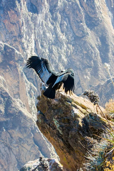 Condor na posiedzeniu kanion colca — Zdjęcie stockowe