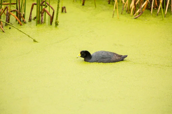 Aquatische zeevogels — Stockfoto