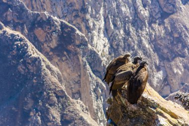 colca canyon adlı üç Condor
