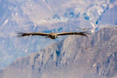 Condor uçan