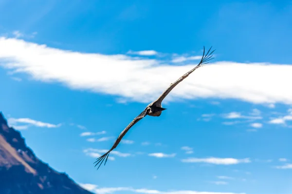 空飛ぶコンドル — ストック写真