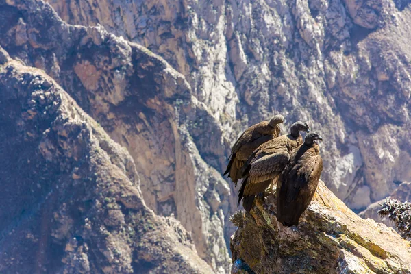 Drie condors op colca canyon — Stockfoto