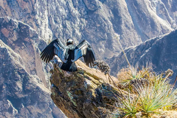 Latający condor — Zdjęcie stockowe