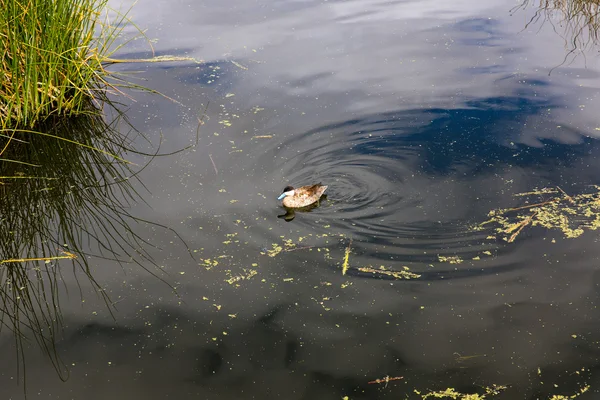 Aquatic seabirds in lake — Stock Photo, Image