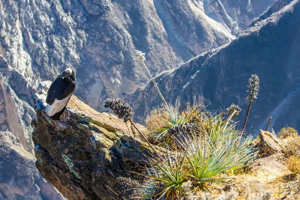 Vliegende condor — Stockfoto