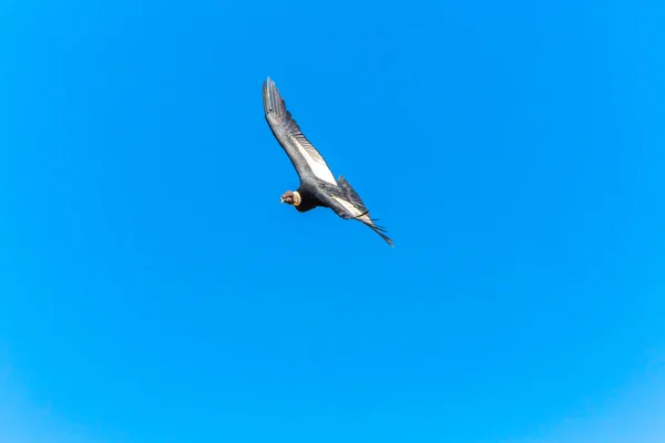 Latający condor — Zdjęcie stockowe