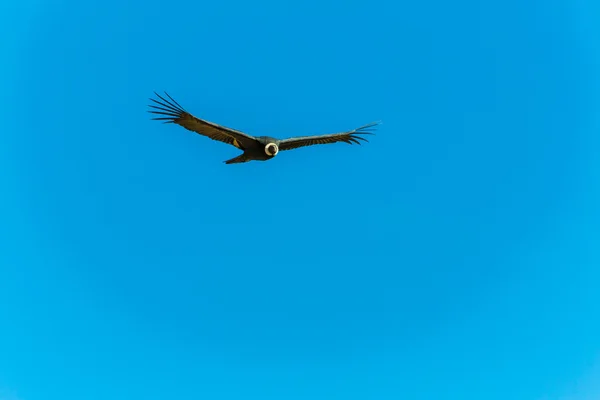 Fliegender Kondor — Stockfoto