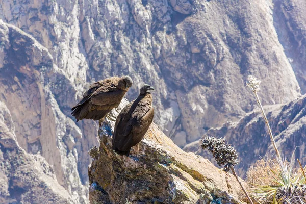 Kondorer i colca canyon — Stockfoto