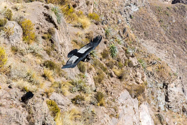 Летающий кондор — стоковое фото
