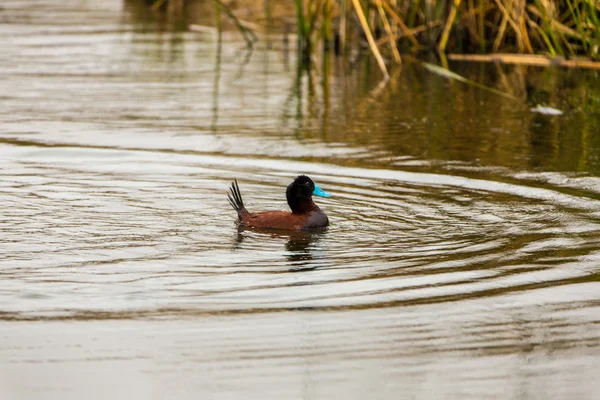 Aquatic seabirds in lake — Stock Photo, Image