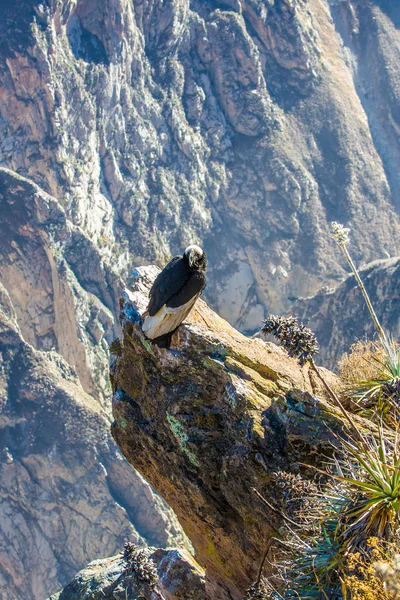 Condor volante — Foto Stock