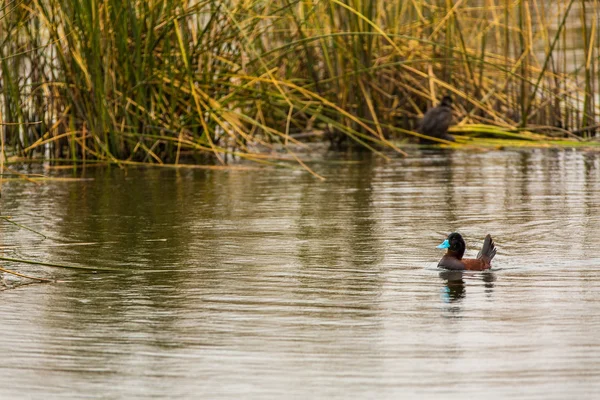 Vattenlevande sjöfåglar i sjön — Stockfoto