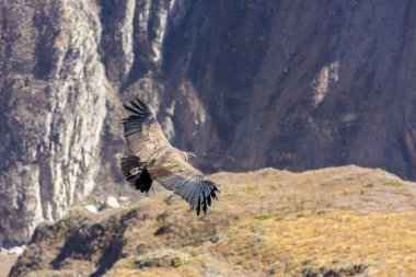 Condor colca Kanyon uçan