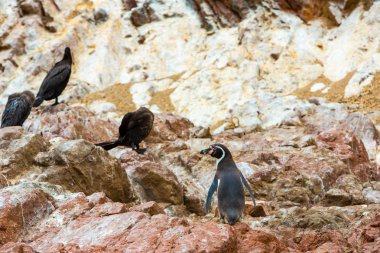 Güney Amerika penguenler