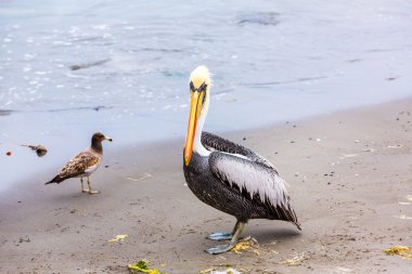 Pelikan ballestas Adaları