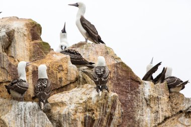 Peru'daki su deniz kuşları