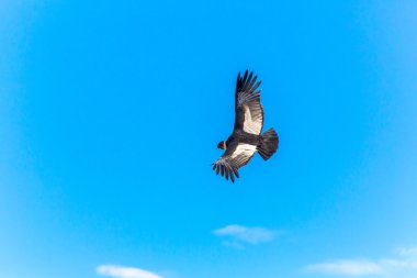 Condor colca Kanyon uçan