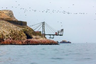 Peru'daki su deniz kuşları