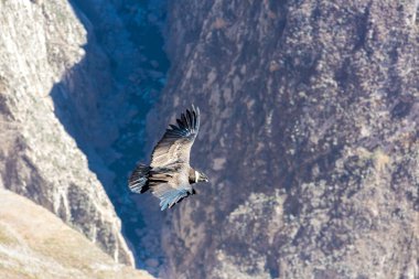 Condor colca Kanyon uçan