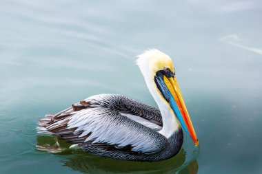 Pelikan ballestas Adaları