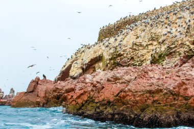 Peru'daki su deniz kuşları