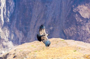 Condor colca Kanyon uçan