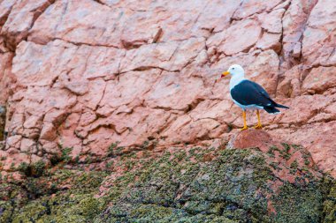 Peru'daki su deniz kuşları