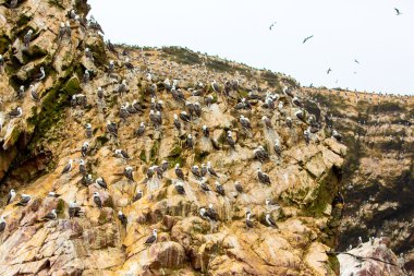 Peru'daki su deniz kuşları