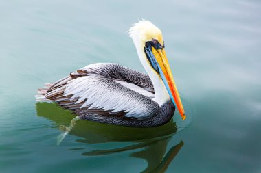 Pelikan ballestas Adaları