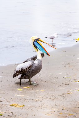 Pelikan ballestas Adaları