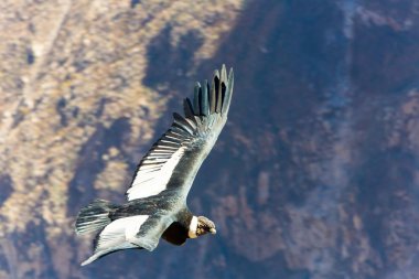 Condor colca Kanyon uçan