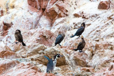 Güney Amerika penguenler