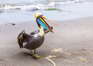 Pelikan ballestas Adaları