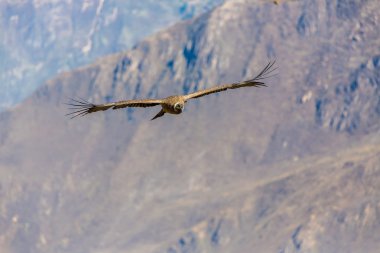 Condor colca Kanyon uçan
