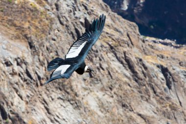 Condor colca Kanyon uçan