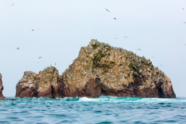 Peru'daki su deniz kuşları
