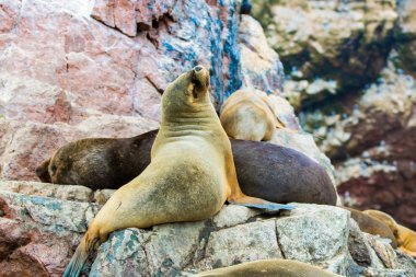 Güney Amerika Deniz Aslanları