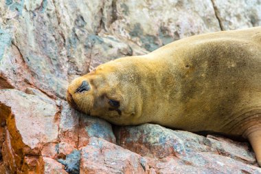 Güney Amerika Deniz Aslanları