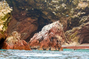 Peru'daki su deniz kuşları