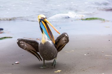 Pelikan ballestas Adaları
