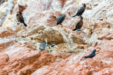 Penguenler Güney Amerika kıyıları