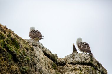 Peru'daki su deniz kuşları