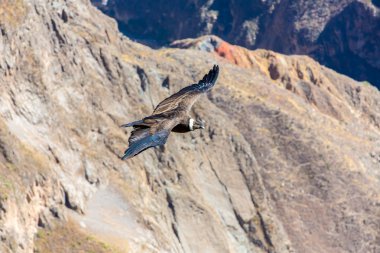 Condor colca Kanyon uçan