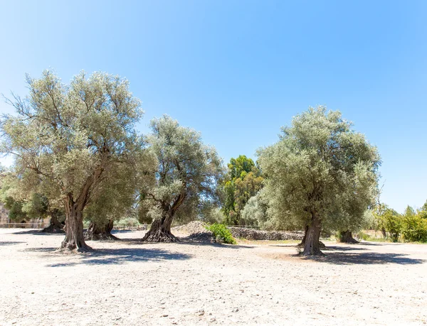 Valle di Messara a Creta — Foto Stock