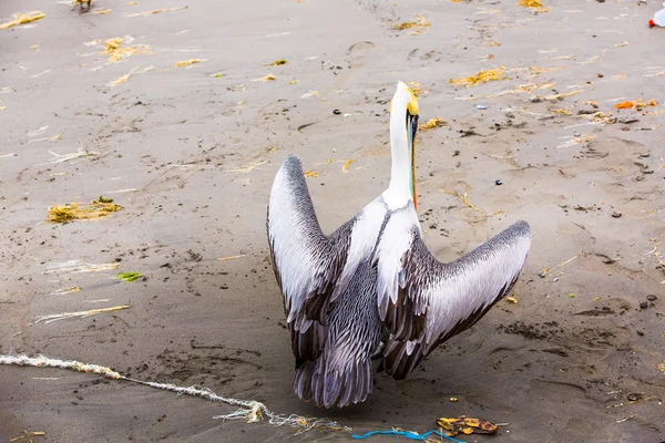 Pelicano nas Ilhas Ballestas — Fotografia de Stock