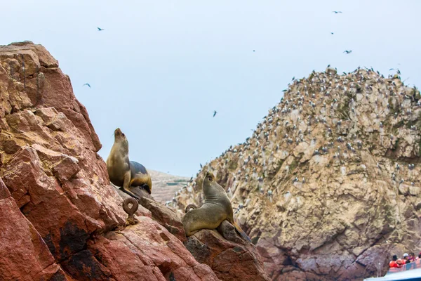 Lobos marinos sudamericanos — Foto de Stock